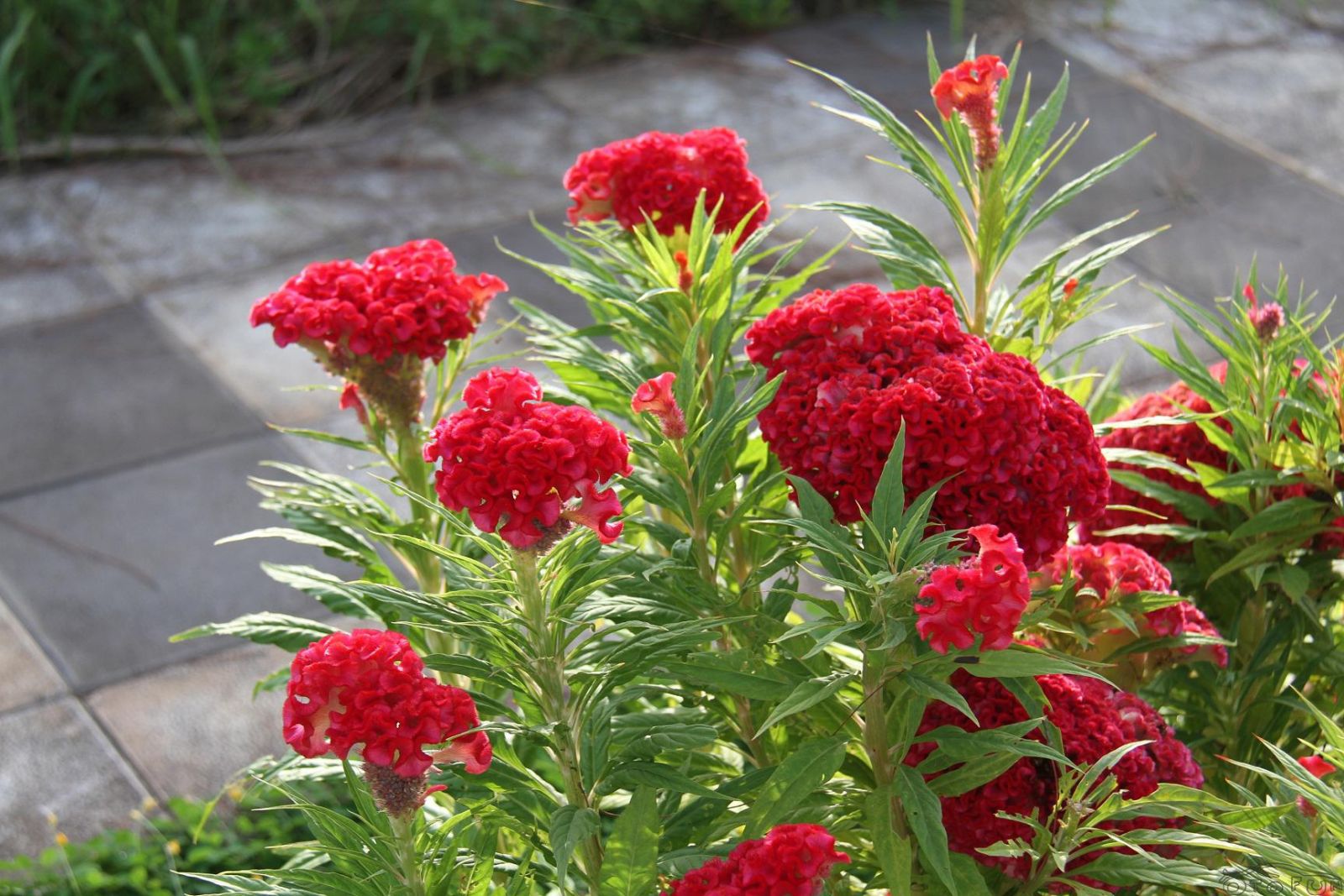 5 loài hoa tươi thích hợp trang trí cho ban công nhà bạn vào mùa đông | Hoa  Tươi 360o