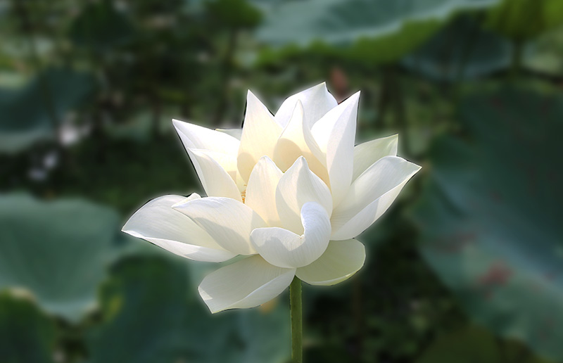 Vẻ đẹp thuần khiết của hoa sen trắng
